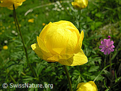 F023208: Europäische Trollblume, Ankebälli