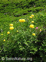 F023210: Ankebälli, ganze Pflanzen