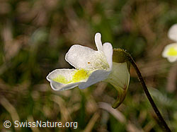 F023224: Alpen-Fettblatt, Blüte