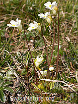 F023227: Alpen-Fettblatt