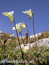 F023230: Alpen-Fettblatt