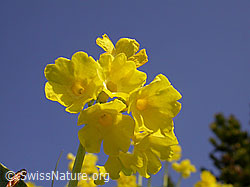 F023242: Flühblümchen, Blüten