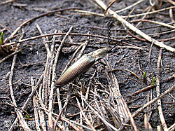 F023245: Metallglänzender Rindenschnellkäfer (Ctenicera pectinicornis)