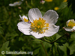 F023251: Eisenhutblättriger Hahnenfuss, Blüte
