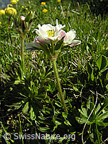 Foto: Narzissenblütige Anemone