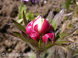 Foto: Narzissenblütige Anemone, Blütenknospe