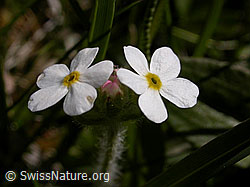 F023491: Bewimperter Mansschild, Blüten