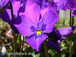 F023496: Langsporniges Stiefmütterchen, Blüte