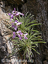 F023810: Walliser Levkoje (Matthiola valesiaca)