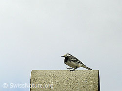 Bachstelze (Motacilla alba) im Brutkleid (F023847)