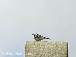 Bachstelze (Motacilla alba) (F023848)