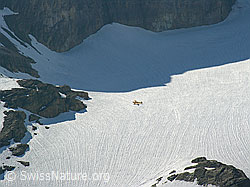 F024417: Gletscherflugzeug auf Blüemlisalpgletscher