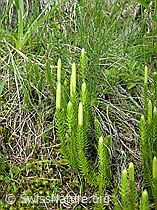 F024955: Bärlapp