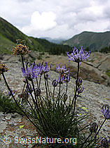 F025086: Halbkugelige Rapunzel (Phyteuma hemisphaericum)