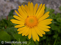 Foto: Clusius Gemswurz, Blüte