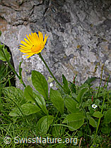 Foto: Clusius Gemswurz