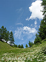 F025178: Bergwiese
