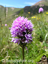 F025185: Kugelorchis