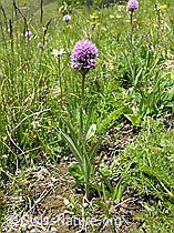 F025186: Kugelorchis, ganze Pflanze