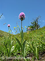 F025188: Kugelorchis