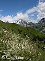 F025227: Zierliches Federgras