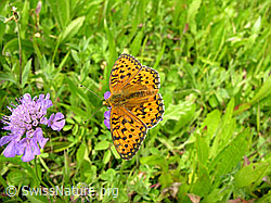 F025261: Perlmutterfalter