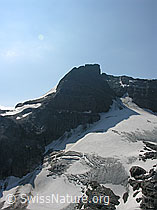 F025520: Hillehorn