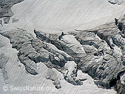 F025542: Gletscherspalten im Mättitalgletscher