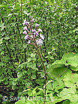F026149: Alpen-Milchlattich, ganze Pflanze