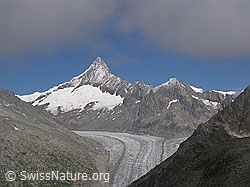 F026237: Fieschergletscher, Finsteraarhorn und Finsteraarrothorn