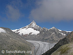 F026245: Finsteraarhorn, Finsteraarrothorn und Fieschergletscher