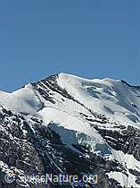 F026503: Morgenhorn