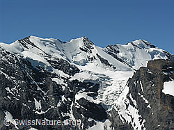 F026525: Hundshorn: Blüemlisalp