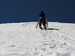 F026593: Bergsteigerin im Abstieg über ein Schneefeld