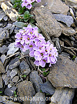 F026622: Kriechendes Täschelkraut (Thlaspi rotundifolium)