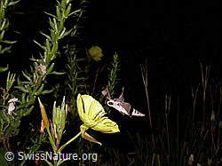 Foto: Windenschwärmer (Agrius convolvuli) an Zweijährige Nachtkerze (Oenothera biennis)