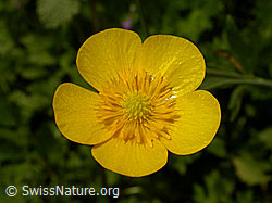 Fries Hahnenfuss (Ranunculus acris friesianus) (F026864)
