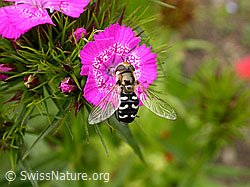 Späte Grossstirnschwebfliege (Scaeva pyrastri) auf Blüte einer Rose