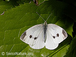 Kleiner Kohlweissling (Pieris rapae) (F027057)