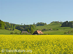 F027260: Rapsfeld und Bauernhöfe