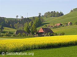 F027299: Blühendes Rapsfeld und Bauernhof