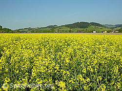 F027305: Blühender Raps
