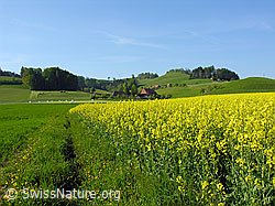 F027312: Acker mit blühendem Raps