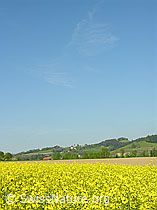 F027315: Blühendes Rapsfeld