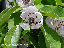 F027494: Blüte des Quittenbaums