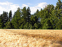 F027555: Gerstenfeld im Wind