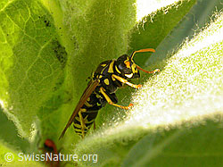 Französische Feldwespe (Polistes dominula) (F027893)