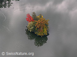 F029508: Insel