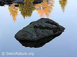 F030557: Spiegelung eines Felsblocks und herbstlich gefärbten Lärchen