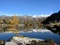 F030610: Junge Lärche an Bergsee mit Spiegelung der Berglandschaft